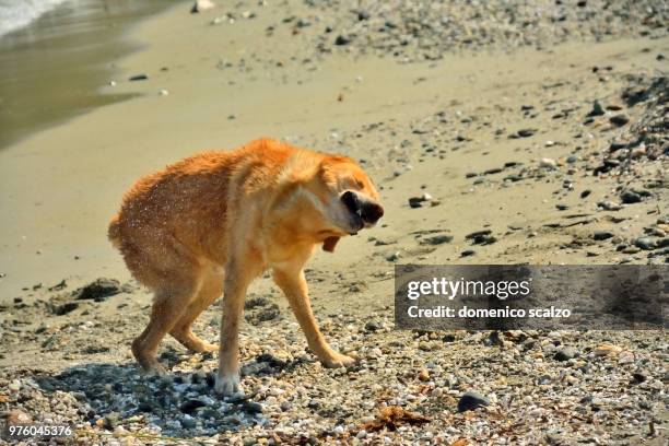 brando,france - scalzo photos et images de collection