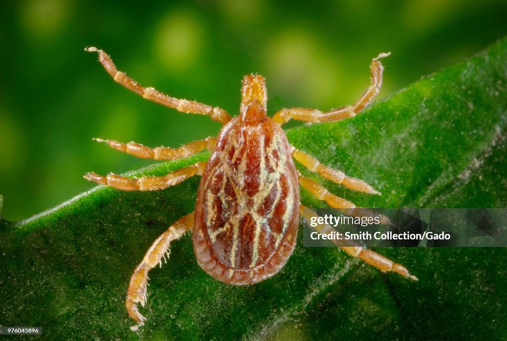 Male Gulf Coast Tick