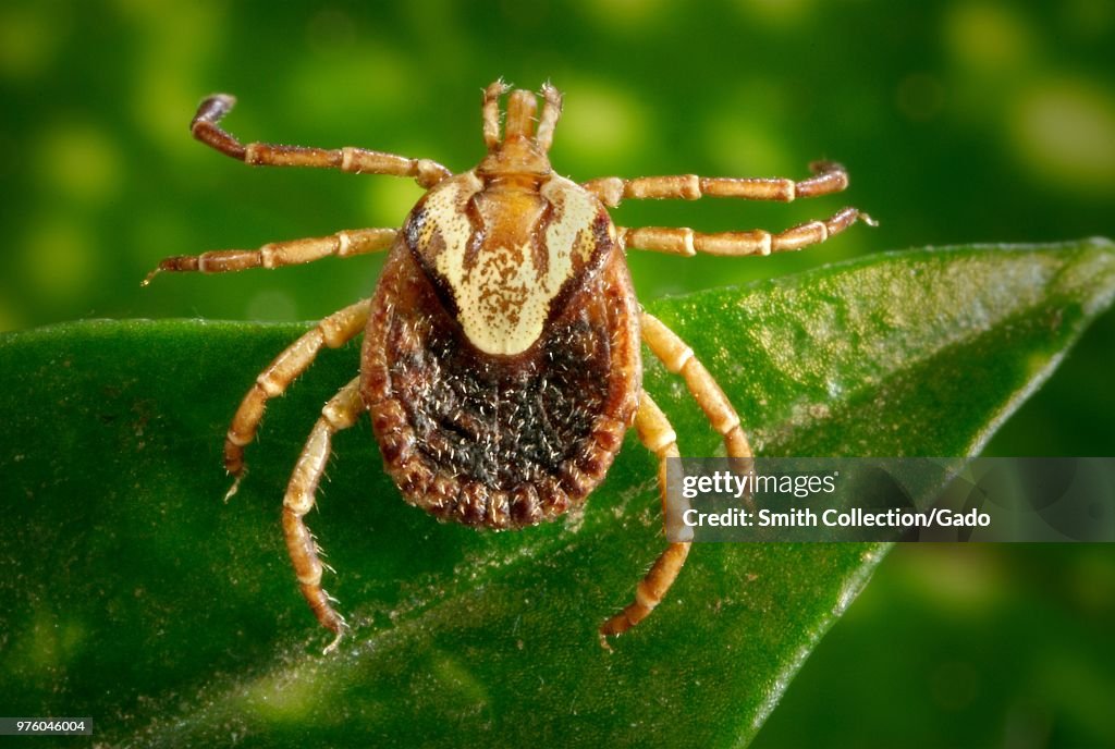 Female Cayenne Tick