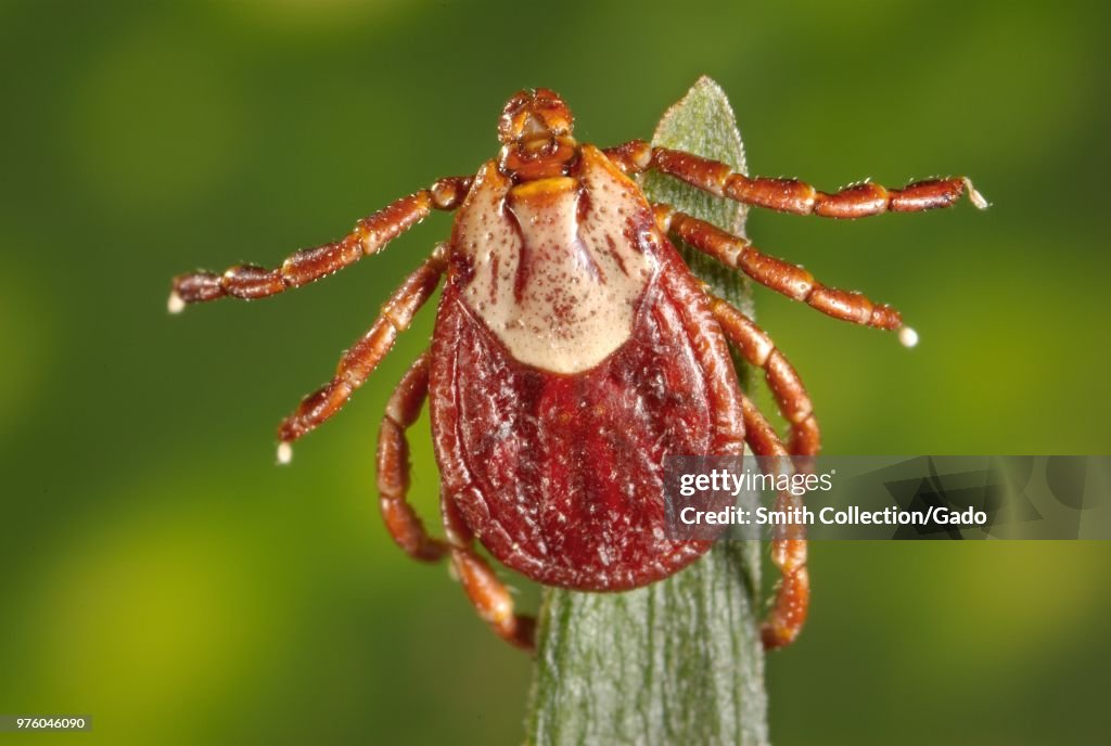 Female Rocky Mountain Wood Tick