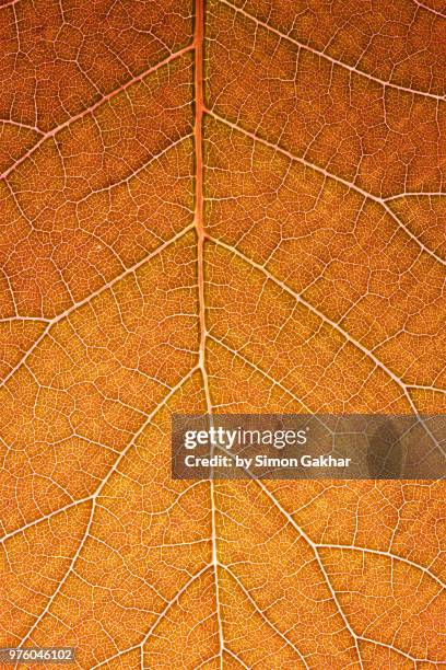 back lit leaf at high resolution showing extreme detail - spot lit imagens e fotografias de stock