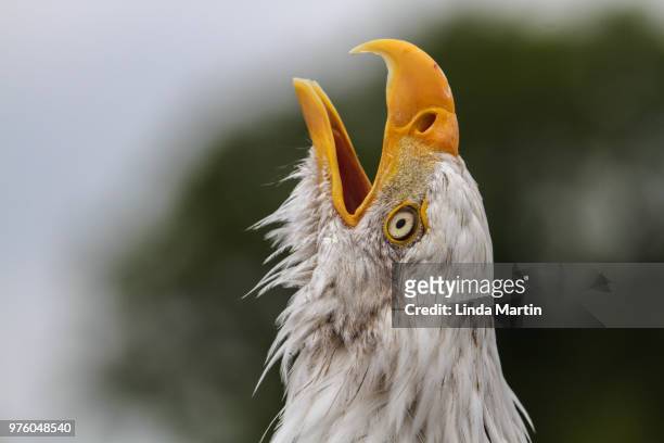 bald eagle (haliaeetus leucocephalus) portrait - schnabel stock-fotos und bilder