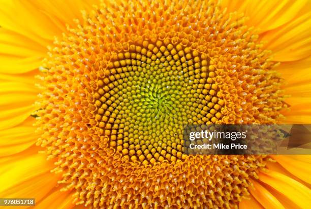 sunflower detail, fayetteville, arkansas, usa - girasol fotografías e imágenes de stock