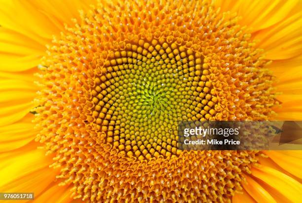 sunflower detail, fayetteville, arkansas, usa - sun flower stockfoto's en -beelden