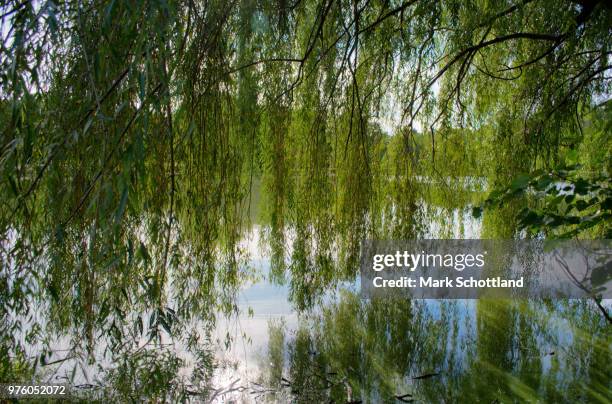 happy willow - schottland stock pictures, royalty-free photos & images