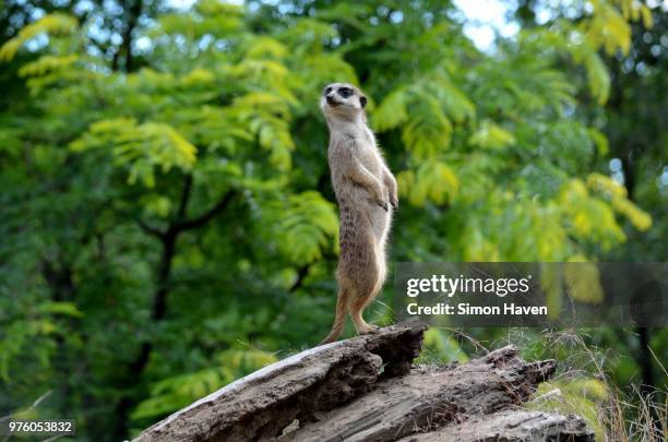 meerkat standing on tree - erdmännchen stock-fotos und bilder