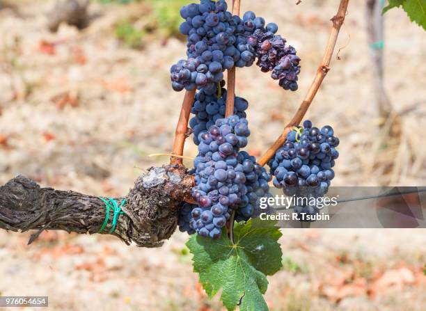 ripening grape clusters on the vine in the fall - wax fruit stock pictures, royalty-free photos & images
