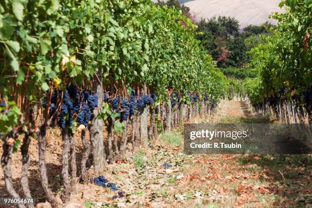 ripening grape clusters on the vine in the fall - wax fruit stock pictures, royalty-free photos & images