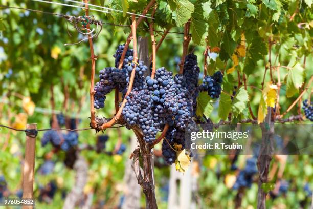 ripening grape clusters on the vine in the fall - wax fruit stock pictures, royalty-free photos & images