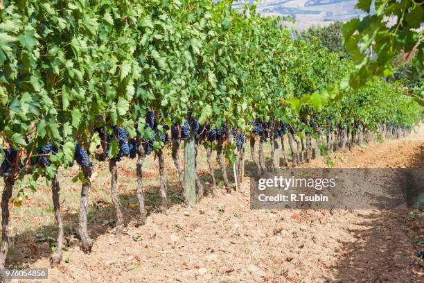 ripening grape clusters on the vine in the fall - wax fruit stock pictures, royalty-free photos & images