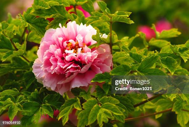 paeonia suffruticosa - paeonia suffruticosa stock pictures, royalty-free photos & images