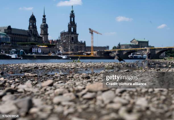 May 2018, Germany, Dresden: View onto the dried out riverbed on the shore of the river Elbe in front of a backdrop of the old town. Photo: Monika...