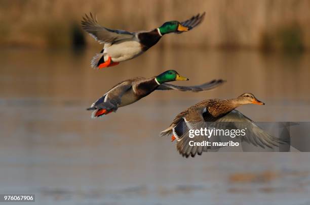 mallard duck (anas platyrhynchos) - duck stock pictures, royalty-free photos & images