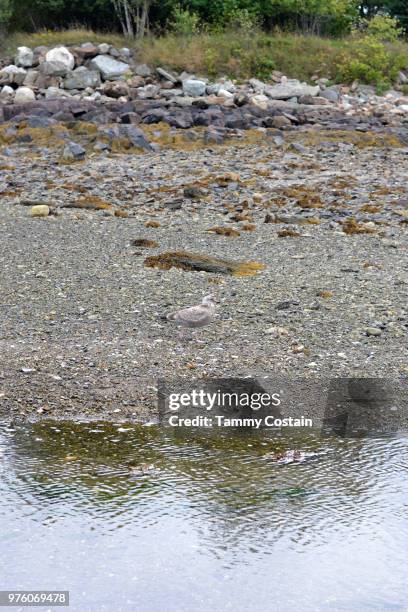 blending bird - wet bird stock-fotos und bilder