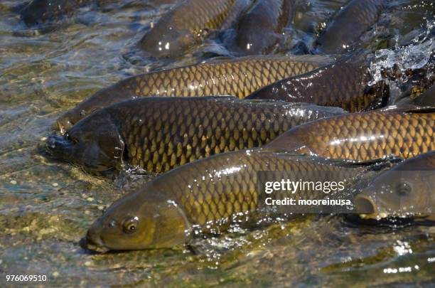 fish out of water - karper stockfoto's en -beelden