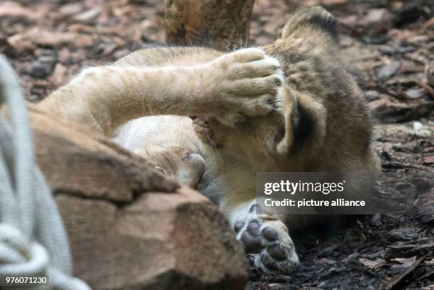 Cub Germany 287 Lion Cub Playing With Mother Stock Photos, High-Res Pictures, and ...