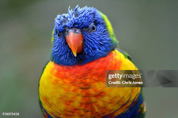 rainbow lorikeet - saint vincent e grenadine foto e immagini stock