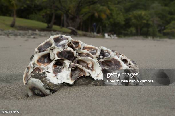 Concha Life 1,404 Conchas Stock Photos, High-Res Pictures, and Images - Getty Images
