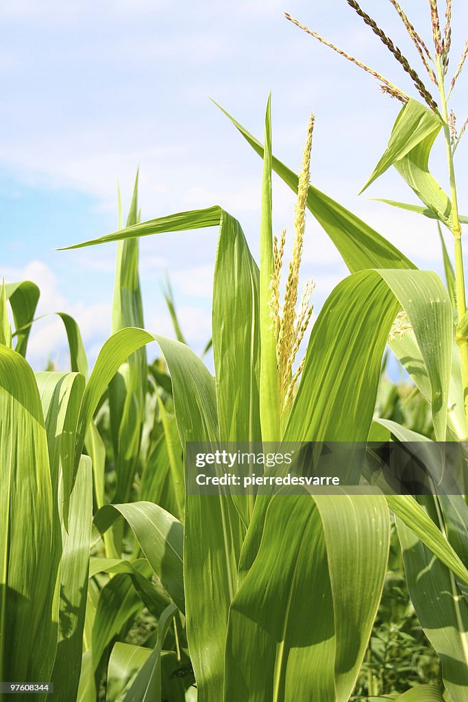 Field of green corn during summer