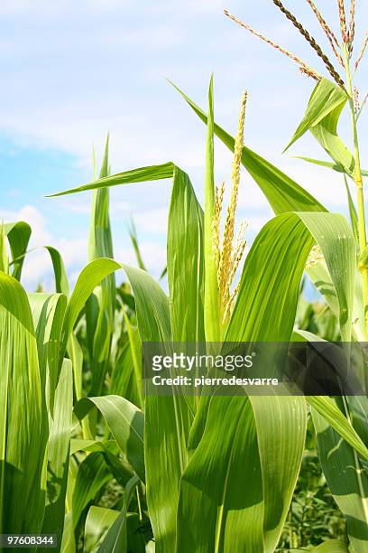 field of green corn during summer - leaf close up stock pictures, royalty-free photos & images