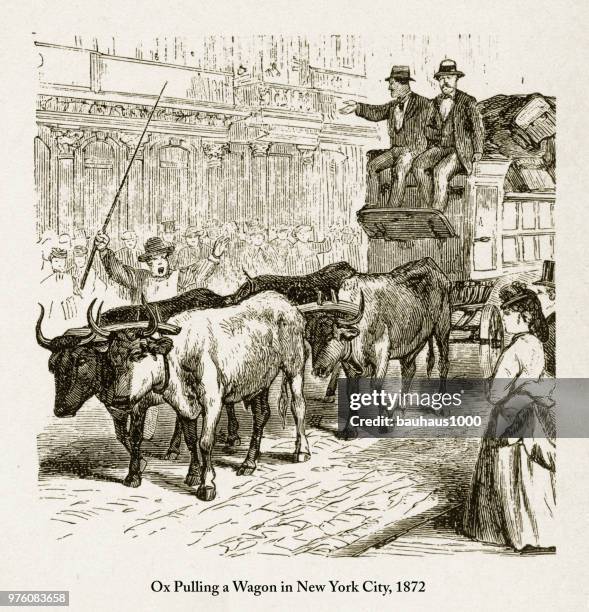 driving an ox cart in new york victorian engraving, 1872 - grand central station stock illustrations