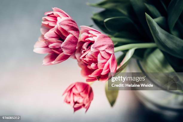 tulips in a vase - flower presents stock pictures, royalty-free photos & images