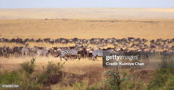 herd of zebras and wildebeests in masai mara nature reserve, narok county, kenya - narok fotografías e imágenes de stock