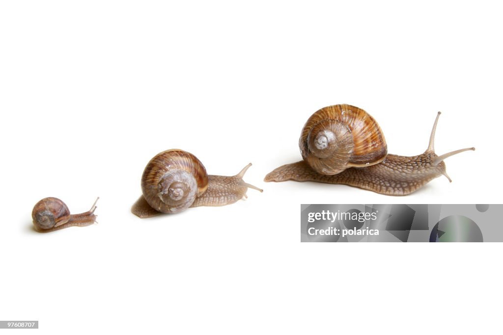 Snails