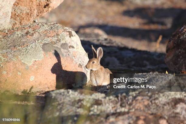 eu e a minha sombra - sombra stock pictures, royalty-free photos & images