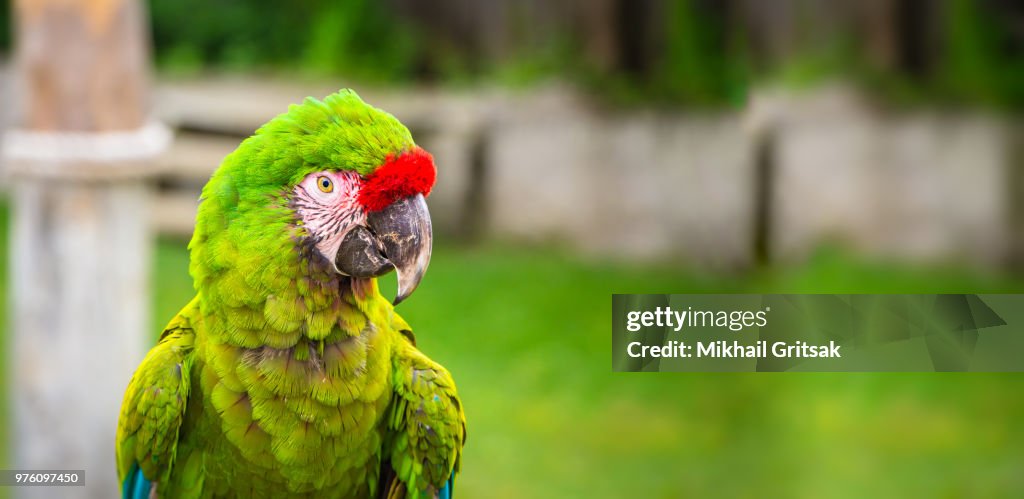 Military Macaw