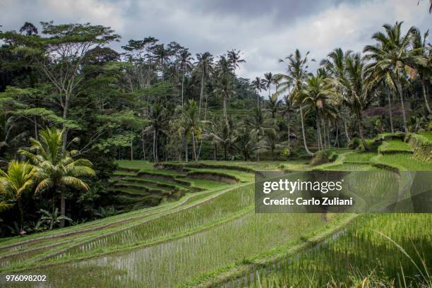 ritratti indonesiani - zuliani stock pictures, royalty-free photos & images