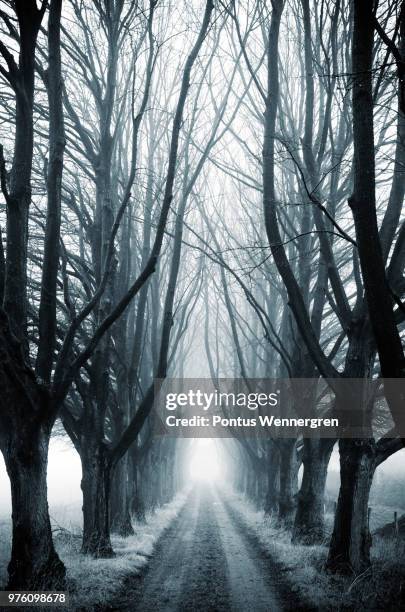 treelined dirt road in winter, klagshamn, skane county, sweden - skane stock pictures, royalty-free photos & images