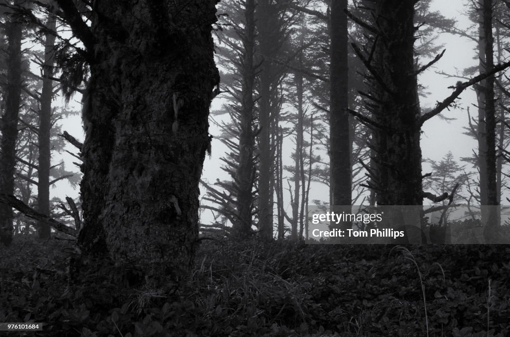 Trees in the Rain Oregon, Cape Meares Light House