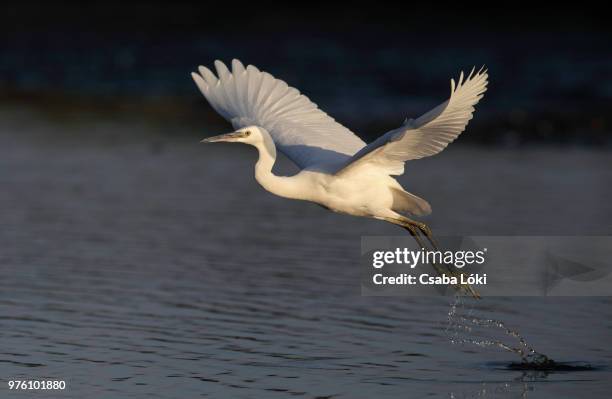 little egret flying over lake, hungary - little egret (egretta garzetta) stock pictures, royalty-free photos & images