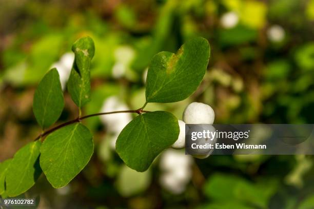 White Svidina - Poisonous White Berries And Green Bush Leaves Stock Photo,  Picture and Royalty Free Image. Image 83475909.