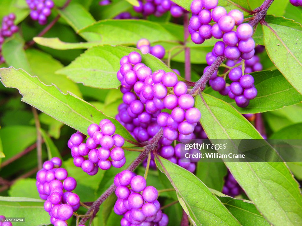 American Beautyberry
