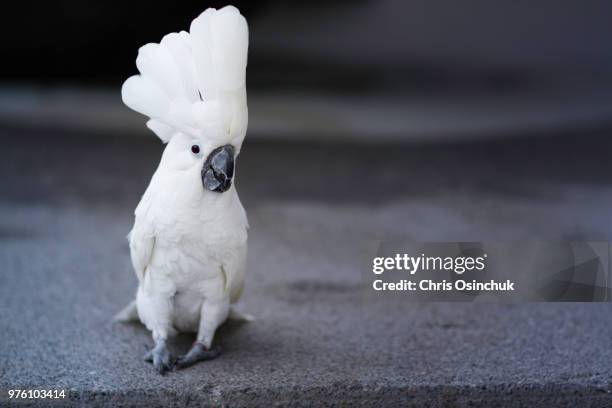 photo by: chris osinchuk - cockatoo stock pictures, royalty-free photos & images