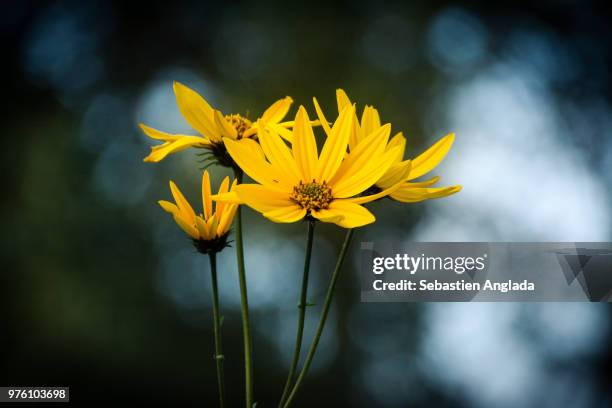 la fleur - immortelle fleur stock pictures, royalty-free photos & images