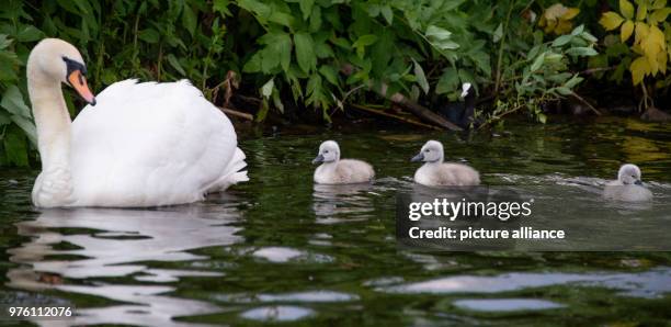 Ein Schwan und seine drei Küken schwimmen auf der Außenalster in der Sonne. Die ersten Schwanenküken sind in der Hansestadt geschlüpft. Photo: Axel...