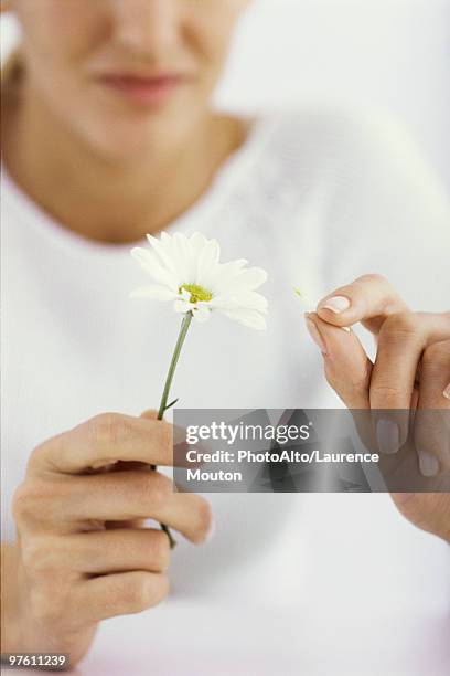 woman picking petals off daisy, cropped - 花びら占い ストックフォトと画像