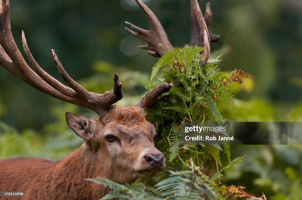 Red deer (Cervus elaphus), Wild Park Granat, Haltern am See, Germany