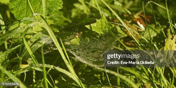 am wegesrand - ein kleines spinnennetz mit tautropfen - spinnennetz stock pictures, royalty-free photos & images