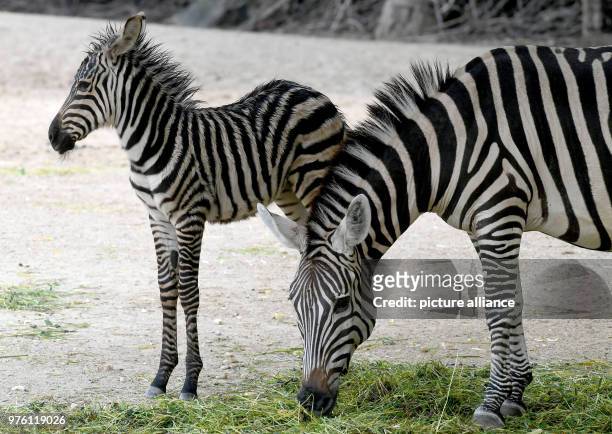June 2018, Germany, Hanover: 2.5-weeks-old zebra baby Charlott and her mother explore their open-air enclosure at the 'Erlebnis Zoo'. Photo: Holger...