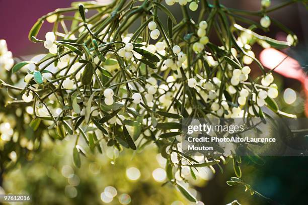 mistletoe - pungitopo foto e immagini stock