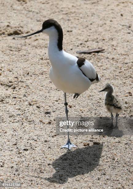 May 2018, Germany, Walsrode: A four-day-old pied avocet and its parent stand in their open-air enclosure at the World Bird Park. Photo: Holger...