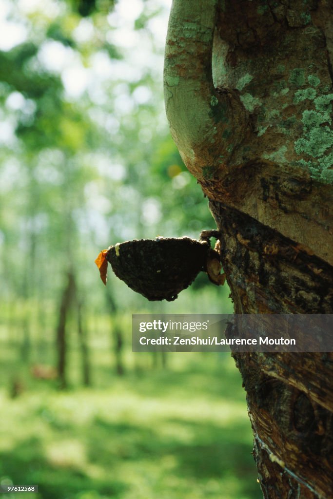 Para Rubber Tree (Hevea brasiliensis), being tapped to collect latex, Sri Lanka