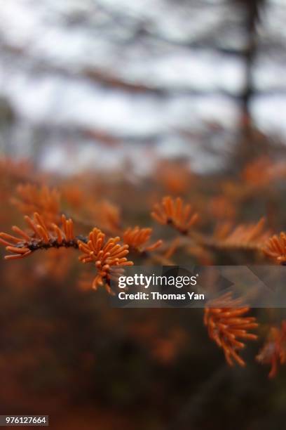 red pine - red pine stock pictures, royalty-free photos & images