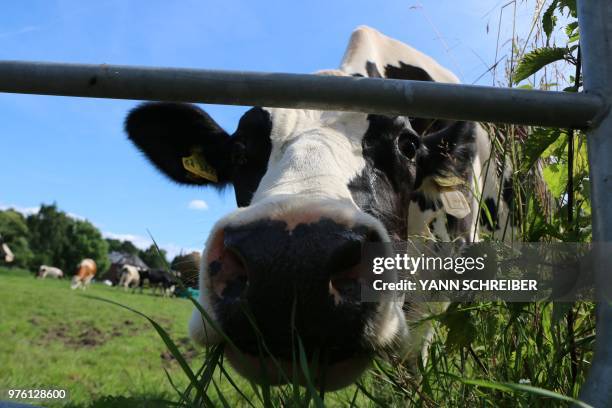 Cow is pictured near Aachen, western Germany, on June 15, 2018.