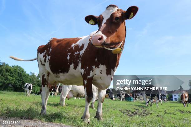 Cow is pictured near Aachen, western Germany, on June 15, 2018.