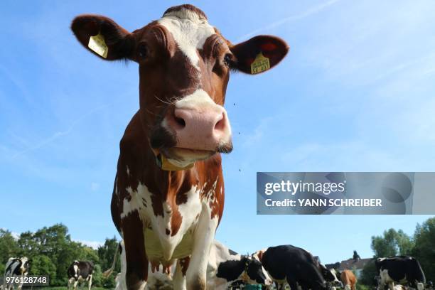 Cow is pictured near Aachen, western Germany, on June 15, 2018.
